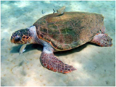 Морские черепахи на Закинфе
