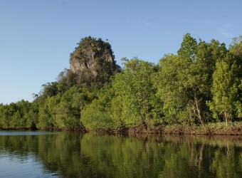 Мангровые леса (побережье Малайзии)