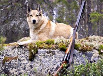 Открыт сезон охоты в Украине